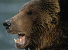 GRIZZLY BEAR GRIZZLY BEAR